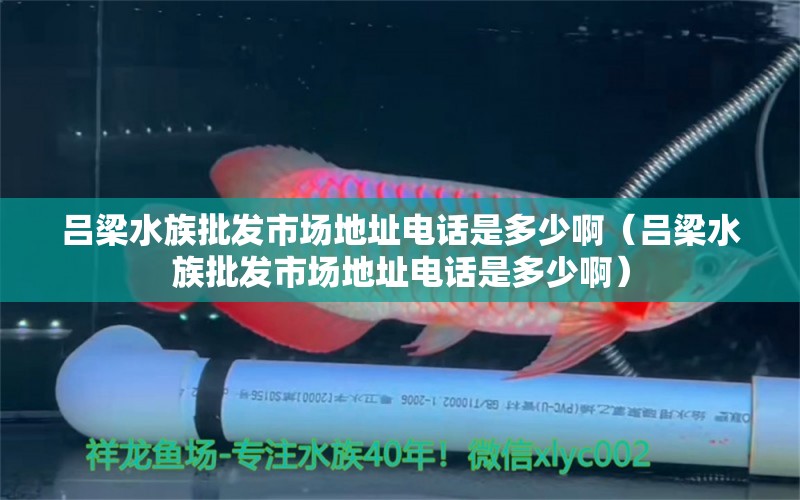 吕梁水族批发市场地址电话是多少啊（吕梁水族批发市场地址电话是多少啊） 大湖红龙鱼