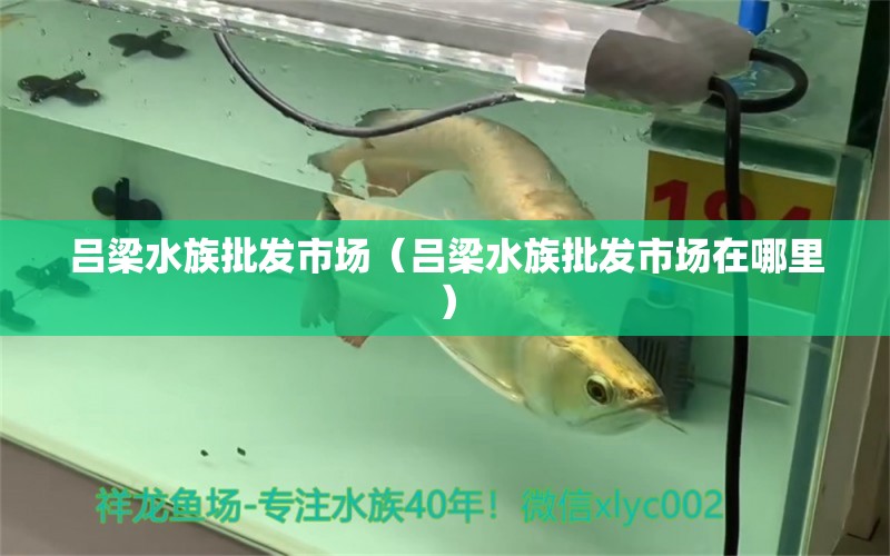 吕梁水族批发市场（吕梁水族批发市场在哪里）