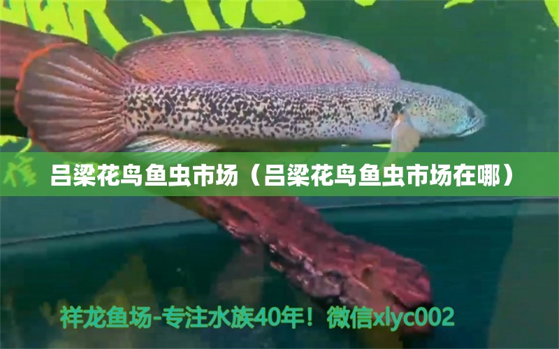 吕梁花鸟鱼虫市场（吕梁花鸟鱼虫市场在哪） 观赏鱼水族批发市场