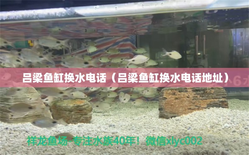 吕梁鱼缸换水电话（吕梁鱼缸换水电话地址） 祥龙水族医院