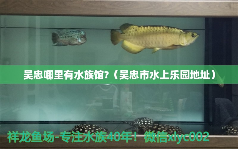 吴忠哪里有水族馆?（吴忠市水上乐园地址） 祥龙蓝珀金龙鱼 第1张