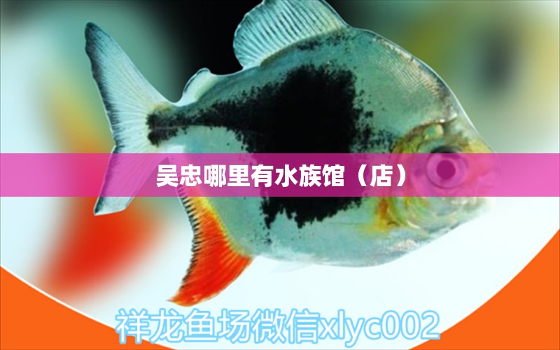 吴忠哪里有水族馆（店） 观赏鱼水族批发市场