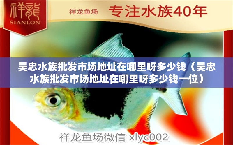 吴忠水族批发市场地址在哪里呀多少钱（吴忠水族批发市场地址在哪里呀多少钱一位）