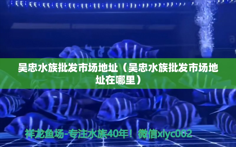 吴忠水族批发市场地址（吴忠水族批发市场地址在哪里） 观赏鱼水族批发市场