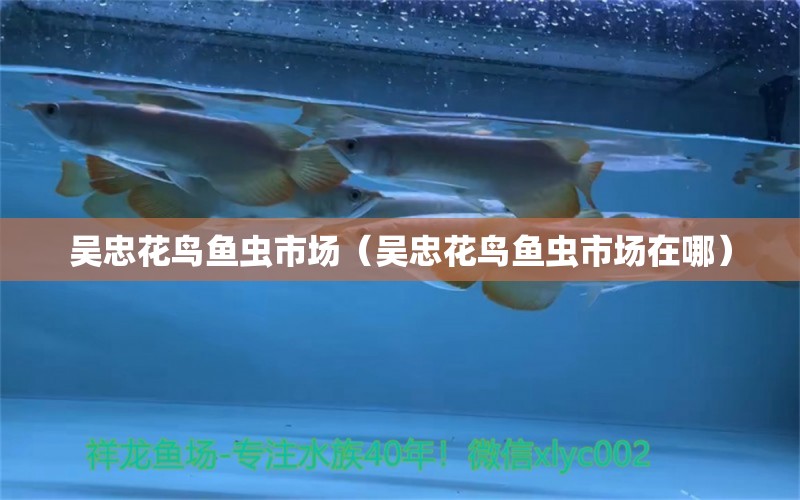 吴忠花鸟鱼虫市场（吴忠花鸟鱼虫市场在哪） 观赏鱼水族批发市场