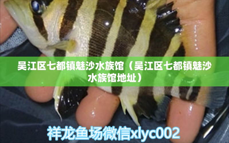 吴江区七都镇魅沙水族馆（吴江区七都镇魅沙水族馆地址）