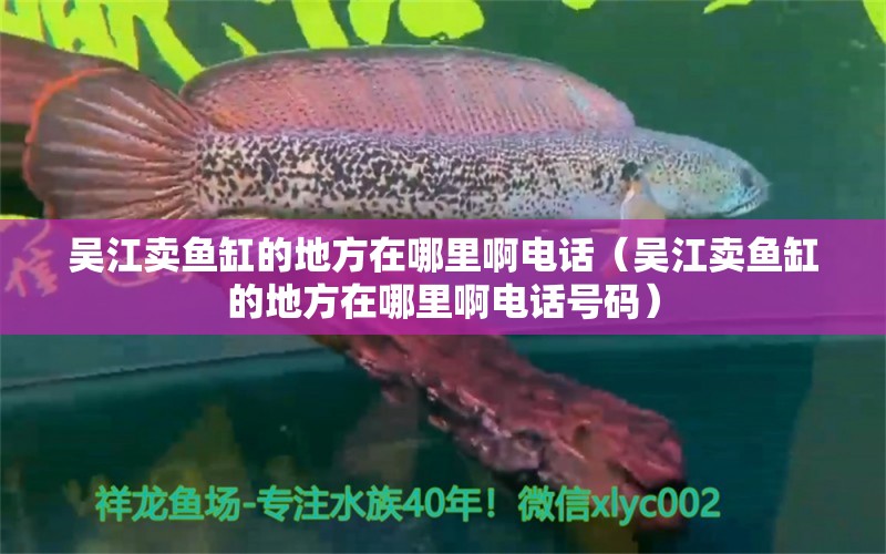 吴江卖鱼缸的地方在哪里啊电话（吴江卖鱼缸的地方在哪里啊电话号码）