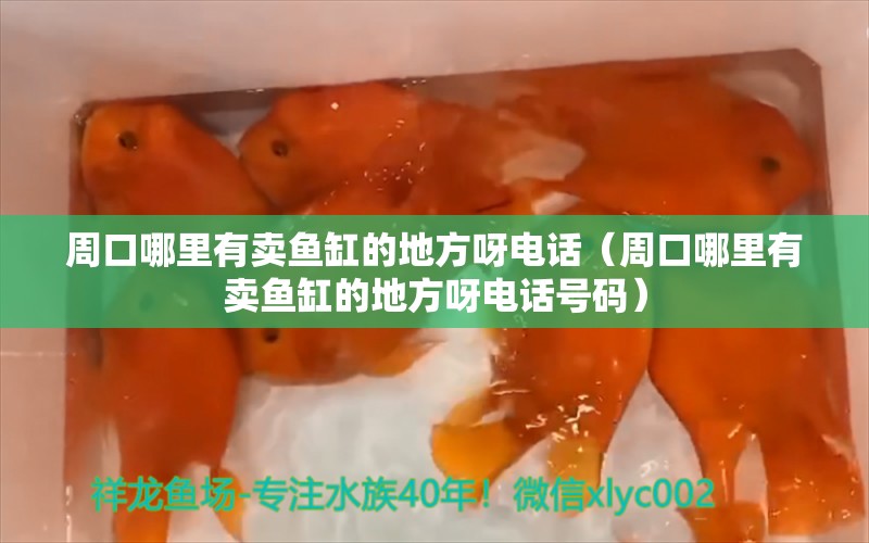 周口哪里有卖鱼缸的地方呀电话（周口哪里有卖鱼缸的地方呀电话号码）