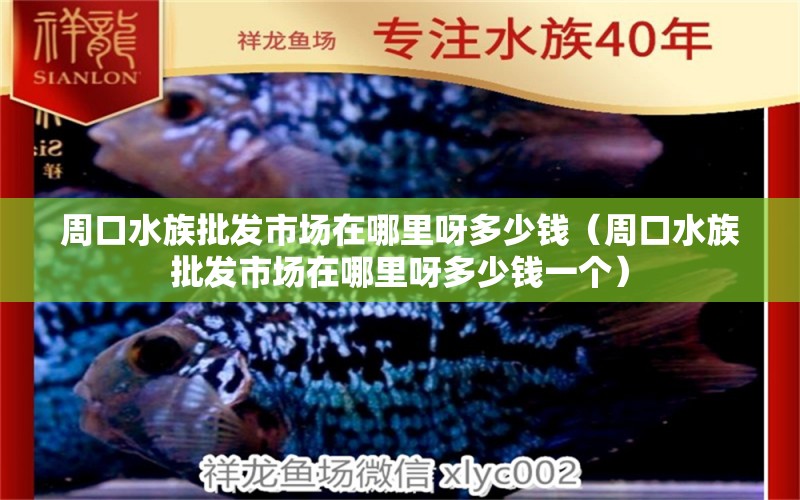 周口水族批发市场在哪里呀多少钱（周口水族批发市场在哪里呀多少钱一个）