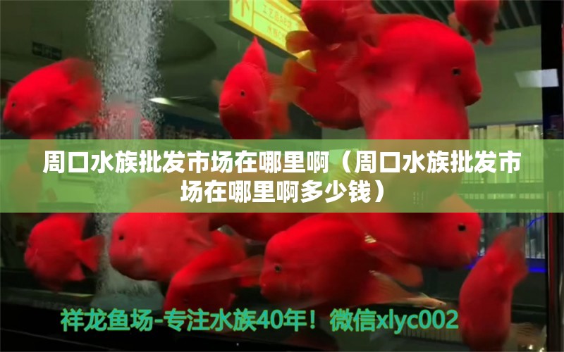 周口水族批发市场在哪里啊（周口水族批发市场在哪里啊多少钱） 观赏鱼水族批发市场