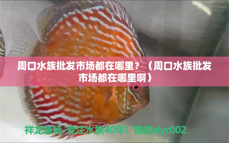 周口水族批发市场都在哪里？（周口水族批发市场都在哪里啊） 观赏鱼水族批发市场