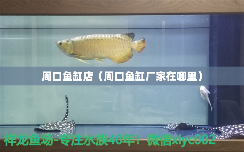 周口鱼缸店（周口鱼缸厂家在哪里） 金龙福龙鱼