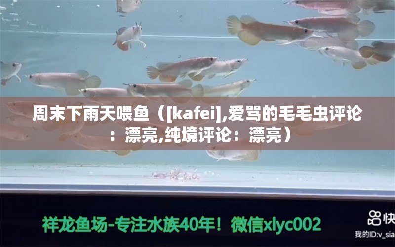 周末下雨天喂鱼（[kafei],爱骂的毛毛虫评论：漂亮,纯境评论：漂亮） 观赏鱼论坛 第1张