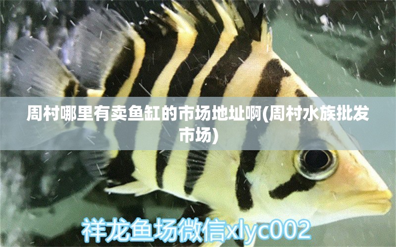 周村哪里有卖鱼缸的市场地址啊(周村水族批发市场) 观赏鱼水族批发市场 第1张