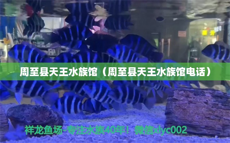 周至县天王水族馆（周至县天王水族馆电话）