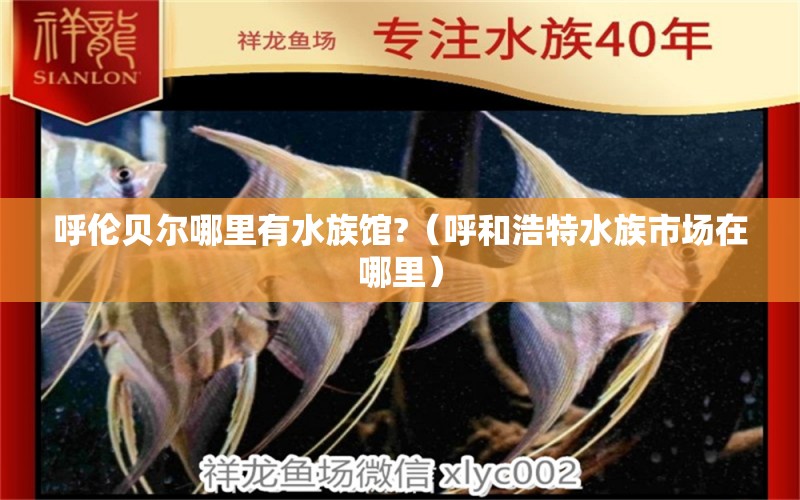 呼伦贝尔哪里有水族馆?（呼和浩特水族市场在哪里）