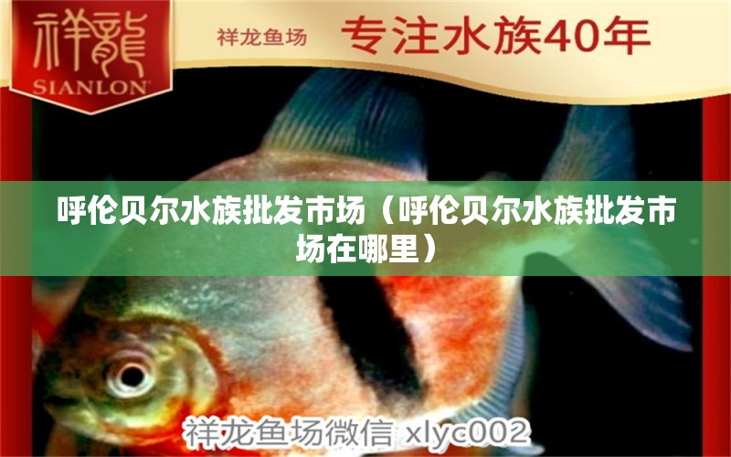 呼伦贝尔水族批发市场（呼伦贝尔水族批发市场在哪里）