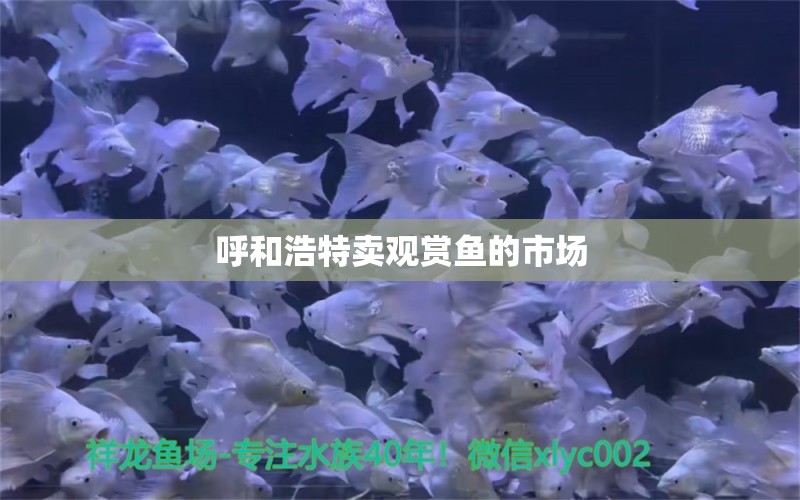 呼和浩特卖观赏鱼的市场 祥龙鱼场