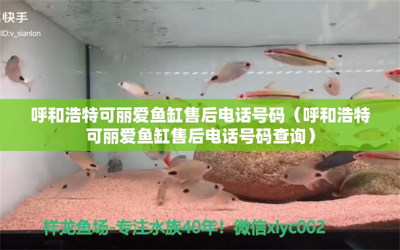 呼和浩特可丽爱鱼缸售后电话号码（呼和浩特可丽爱鱼缸售后电话号码查询）