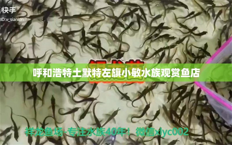 呼和浩特土默特左旗小敏水族观赏鱼店 全国水族馆企业名录 第1张