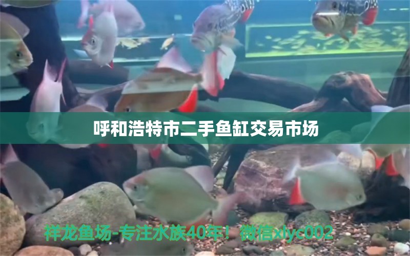 呼和浩特市二手鱼缸交易市场