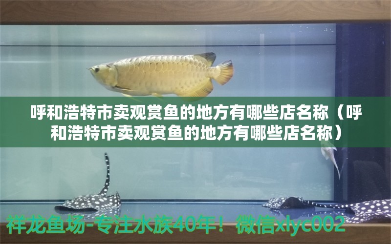 呼和浩特市卖观赏鱼的地方有哪些店名称（呼和浩特市卖观赏鱼的地方有哪些店名称） 祥龙水族医院