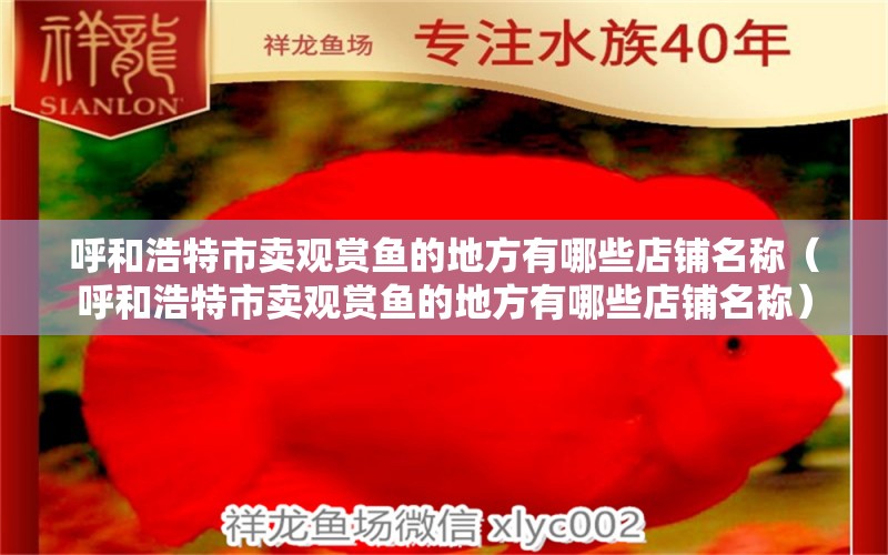 呼和浩特市卖观赏鱼的地方有哪些店铺名称（呼和浩特市卖观赏鱼的地方有哪些店铺名称）