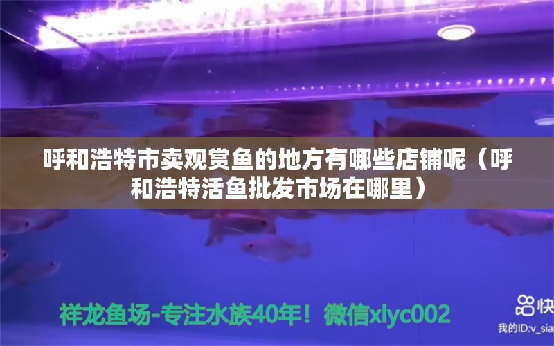 呼和浩特市卖观赏鱼的地方有哪些店铺呢（呼和浩特活鱼批发市场在哪里）