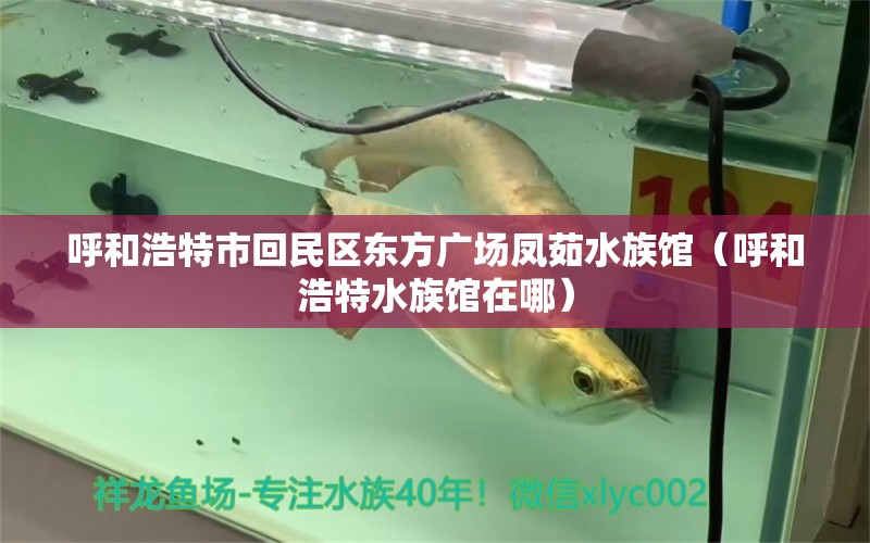 呼和浩特市回民区东方广场凤茹水族馆（呼和浩特水族馆在哪）