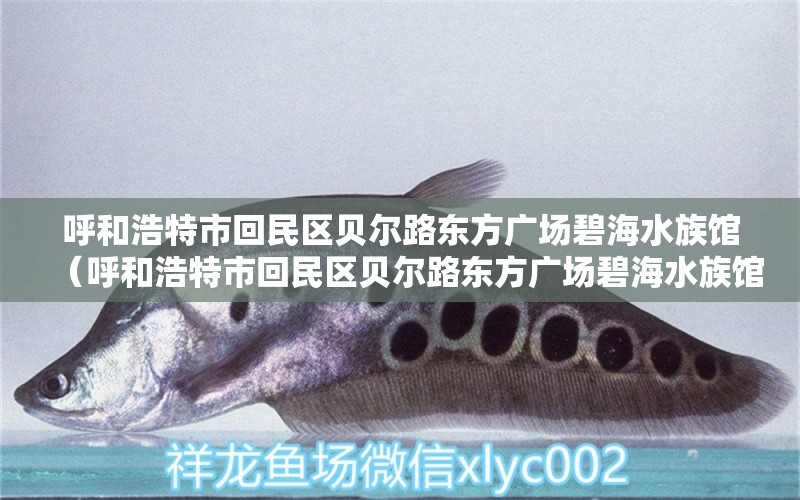 呼和浩特市回民区贝尔路东方广场碧海水族馆（呼和浩特市回民区贝尔路东方广场碧海水族馆电话多少）