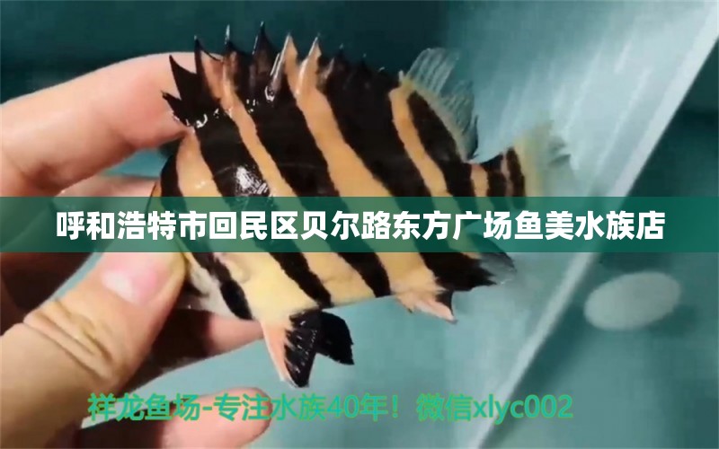 呼和浩特市回民区贝尔路东方广场鱼美水族店 全国水族馆企业名录