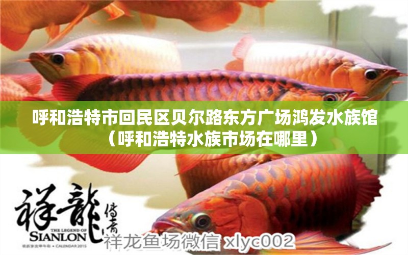 呼和浩特市回民区贝尔路东方广场鸿发水族馆（呼和浩特水族市场在哪里） 全国水族馆企业名录