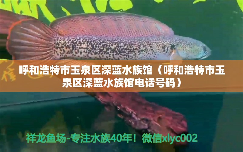 呼和浩特市玉泉区深蓝水族馆（呼和浩特市玉泉区深蓝水族馆电话号码） 全国水族馆企业名录