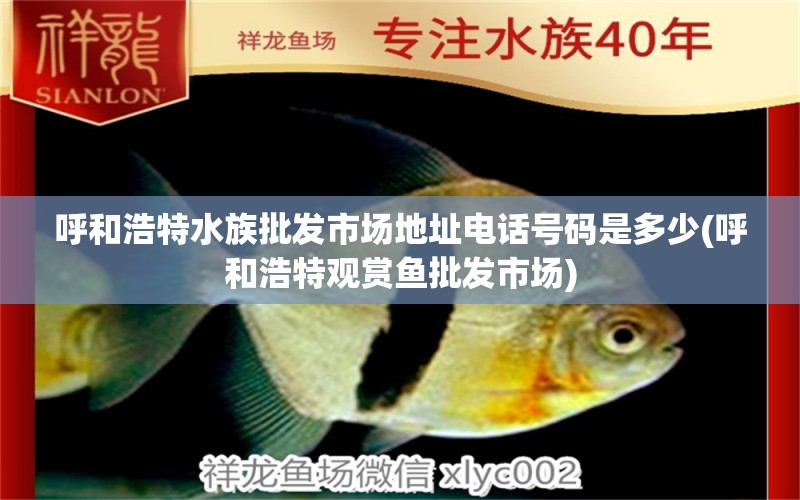 呼和浩特水族批发市场地址电话号码是多少(呼和浩特观赏鱼批发市场) 观赏鱼批发