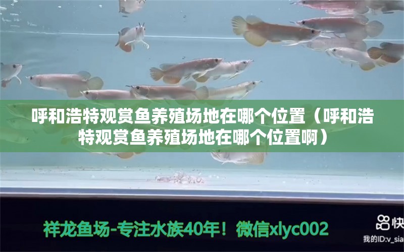 呼和浩特观赏鱼养殖场地在哪个位置（呼和浩特观赏鱼养殖场地在哪个位置啊） 量子养鱼技术