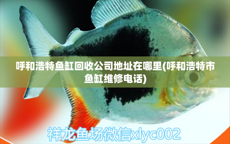 呼和浩特鱼缸回收公司地址在哪里(呼和浩特市鱼缸维修电话) 眼斑鱼