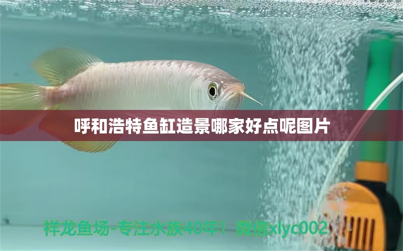 呼和浩特鱼缸造景哪家好点呢图片 祥龙鱼场