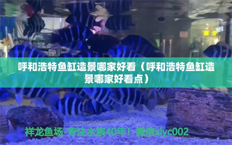 呼和浩特鱼缸造景哪家好看（呼和浩特鱼缸造景哪家好看点） 祥龙鱼场