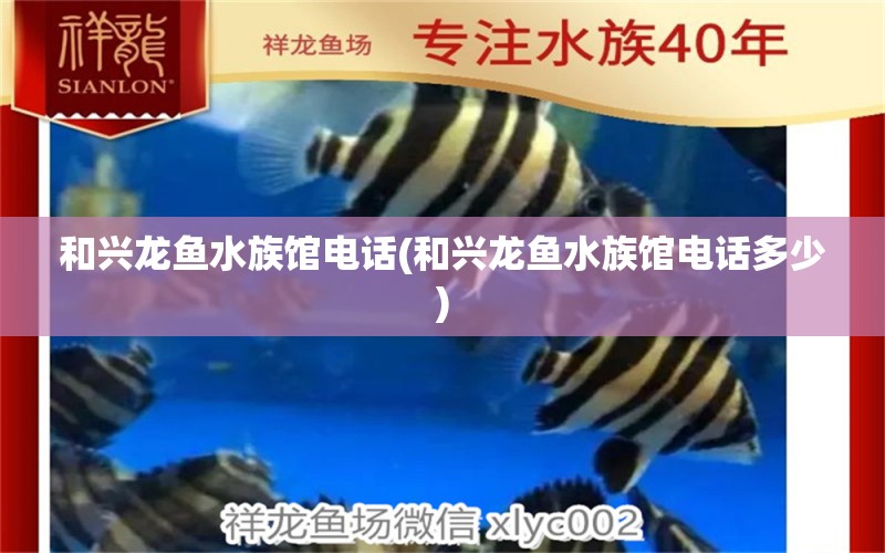 和兴龙鱼水族馆电话(和兴龙鱼水族馆电话多少)