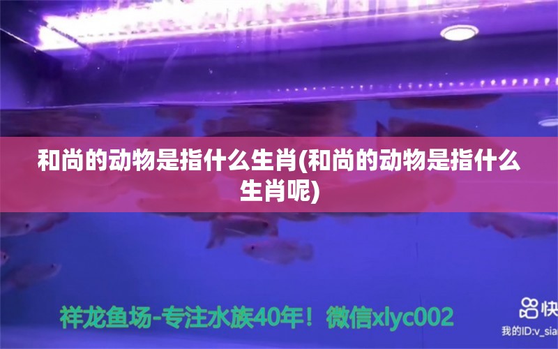 和尚的动物是指什么生肖(和尚的动物是指什么生肖呢) 圣菲埃及鱼