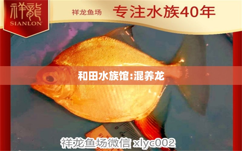 和田水族馆:混养龙 照明器材