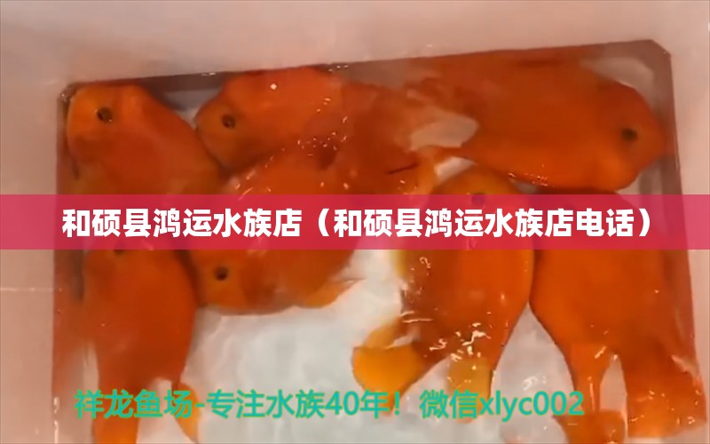 和硕县鸿运水族店（和硕县鸿运水族店电话）