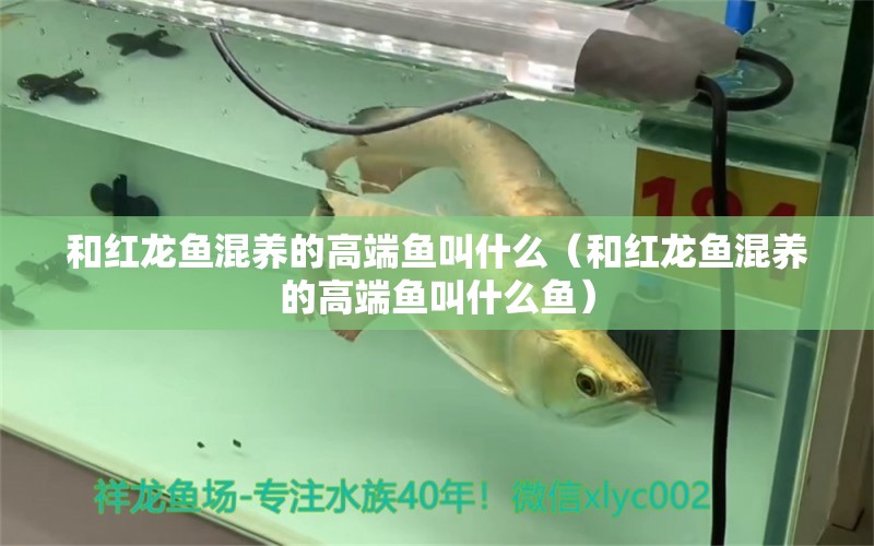 和红龙鱼混养的高端鱼叫什么（和红龙鱼混养的高端鱼叫什么鱼） 龙鱼疾病与治疗