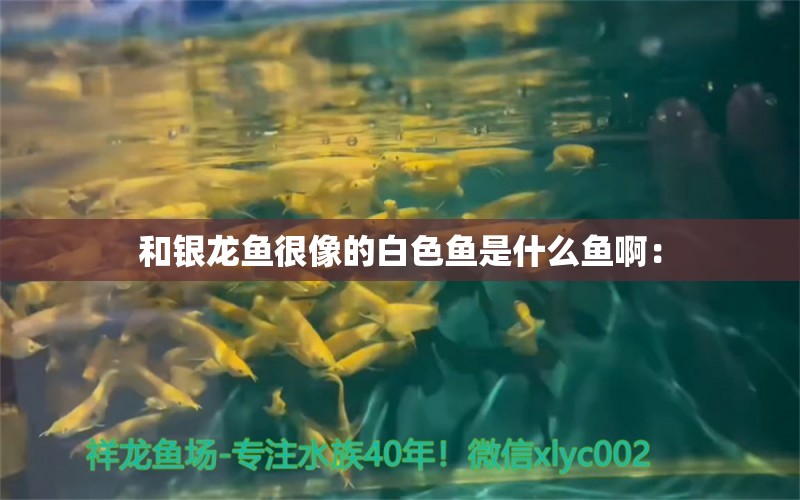 和银龙鱼很像的白色鱼是什么鱼啊：