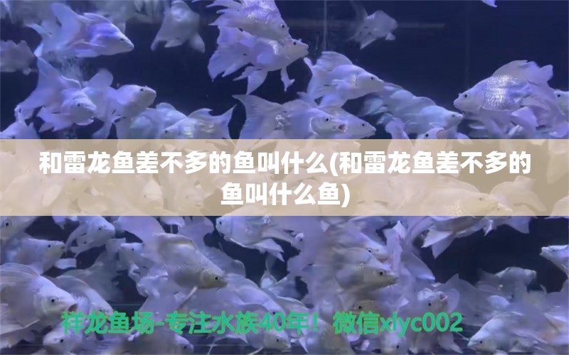 和雷龙鱼差不多的鱼叫什么(和雷龙鱼差不多的鱼叫什么鱼) 黄鳍鲳鱼