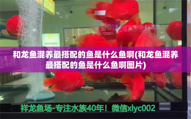 和龙鱼混养最搭配的鱼是什么鱼啊(和龙鱼混养最搭配的鱼是什么鱼啊图片)