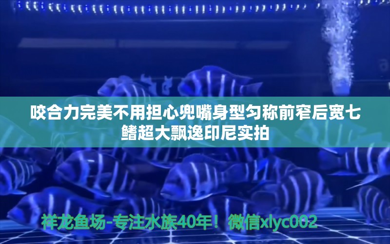 咬合力完美不用担心兜嘴身型匀称前窄后宽七鳍超大飘逸印尼实拍