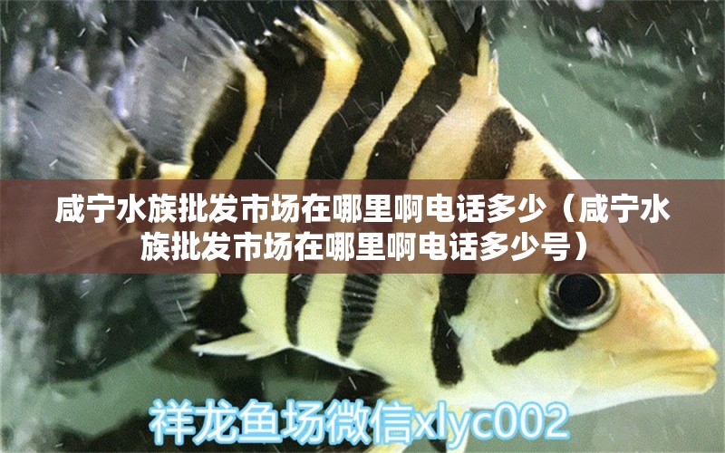 咸宁水族批发市场在哪里啊电话多少（咸宁水族批发市场在哪里啊电话多少号） 观赏鱼水族批发市场