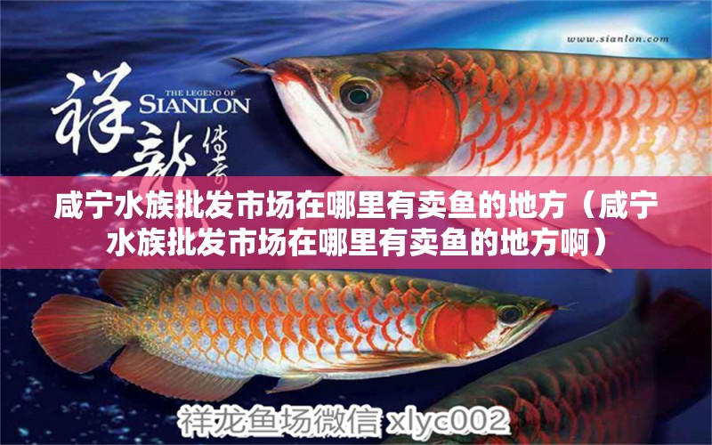 咸宁水族批发市场在哪里有卖鱼的地方（咸宁水族批发市场在哪里有卖鱼的地方啊）