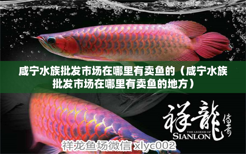 咸宁水族批发市场在哪里有卖鱼的（咸宁水族批发市场在哪里有卖鱼的地方）